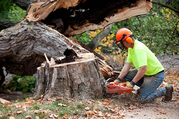 Best Utility Line Clearance  in Ebensburg, PA